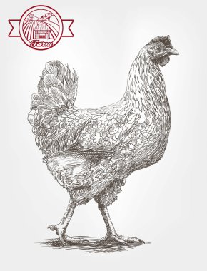 Taslağını yavruları-tavuk