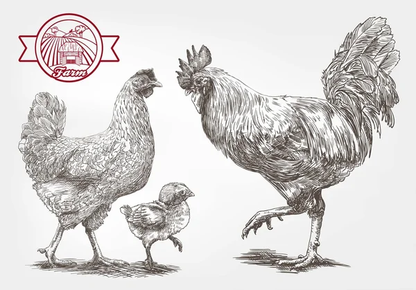 Boceto de la cría de gallina — Vector de stock