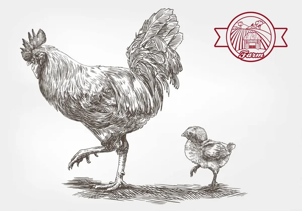 Coq et poulet — Image vectorielle