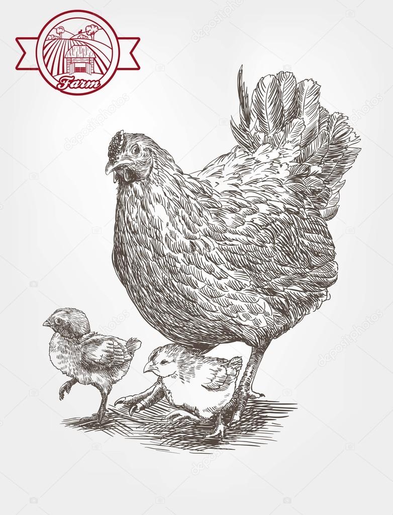 Sketch of brood-hen