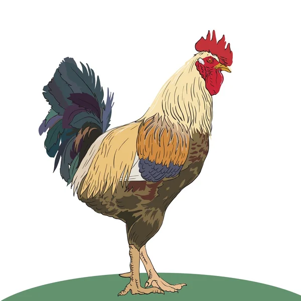 Beau et fier coq — Image vectorielle