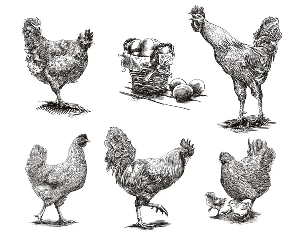 Gallos, gallinas y pollos — Vector de stock