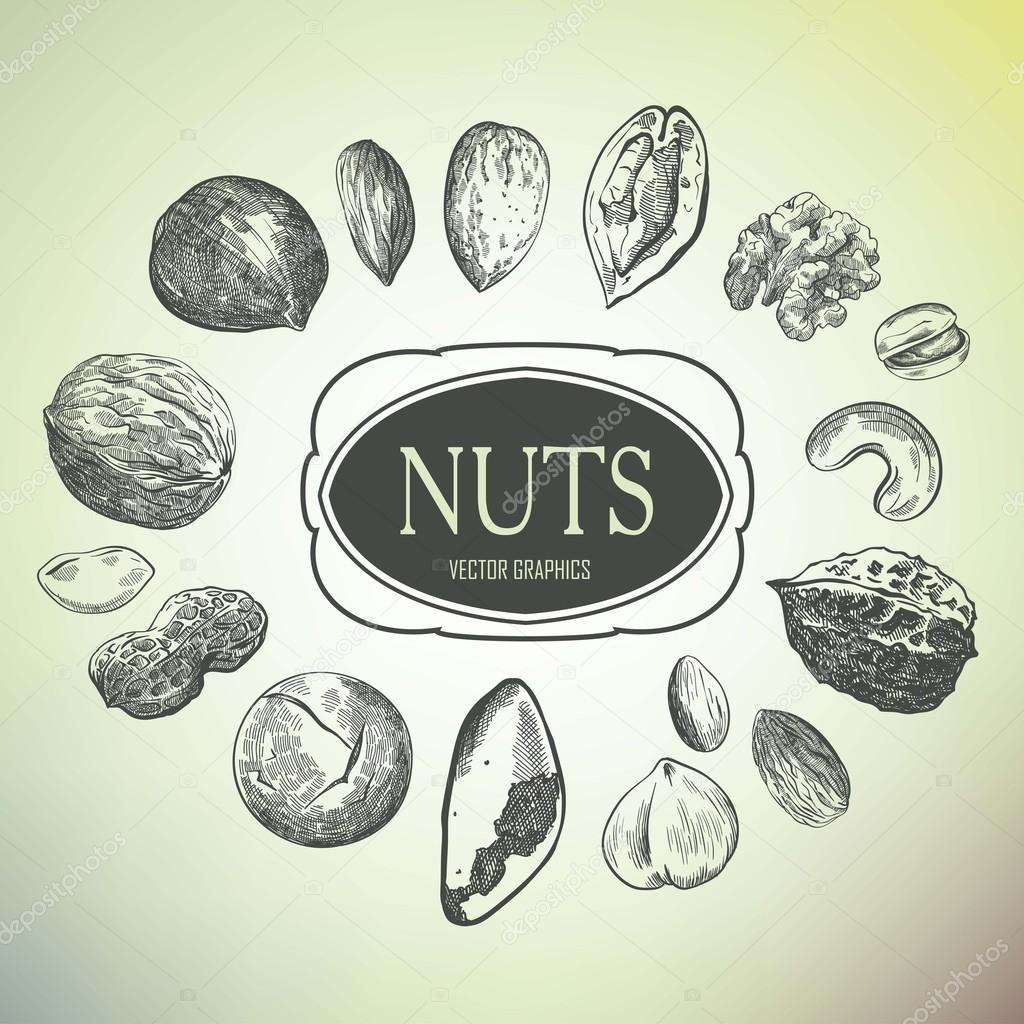 hand drawn nuts