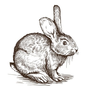 tavşan el çizilmiş kroki