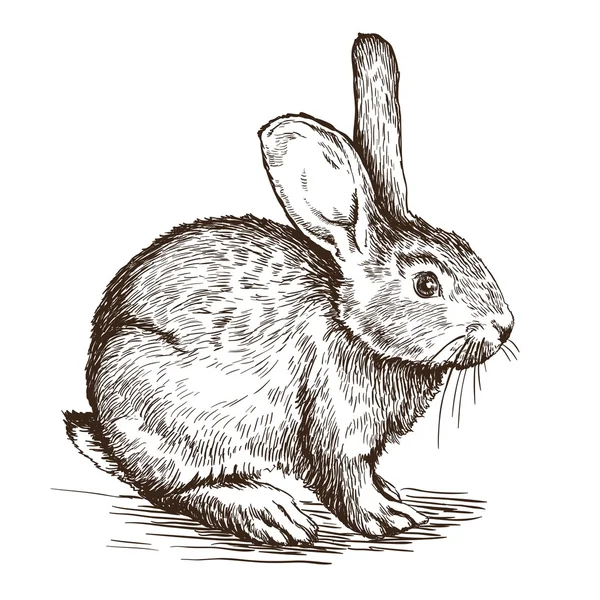 Ręcznie rysowane szkic królika — Wektor stockowy