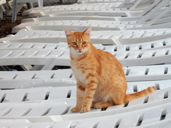 ホワイト ラウンジに座って赤猫 — ストック写真