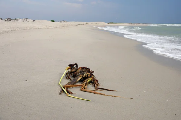 Planta muerta en la playa del mar —  Fotos de Stock