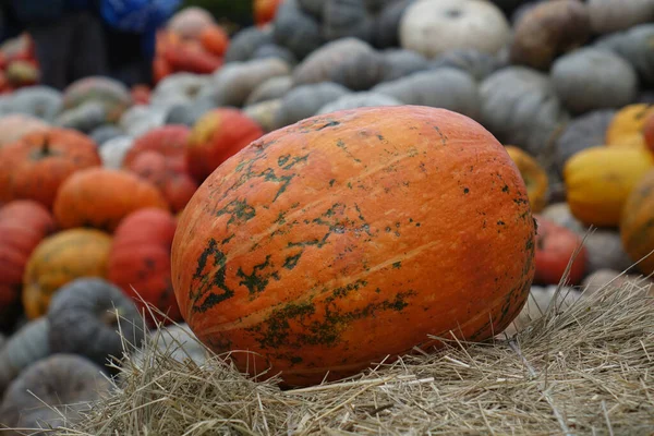 Κολοκύθα Δίκαιη Την Παραμονή Του Halloween Κίεβο Ουκρανία — Φωτογραφία Αρχείου