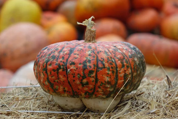 Κολοκύθα Δίκαιη Την Παραμονή Του Halloween Κίεβο Ουκρανία — Φωτογραφία Αρχείου