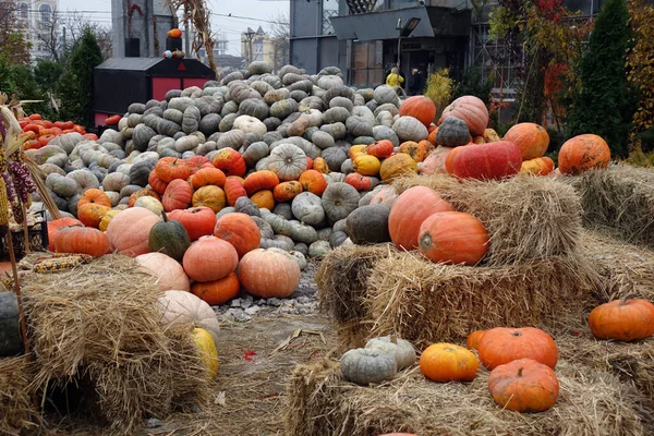 Κολοκύθα Δίκαιη Την Παραμονή Του Halloween Κίεβο Ουκρανία — Φωτογραφία Αρχείου