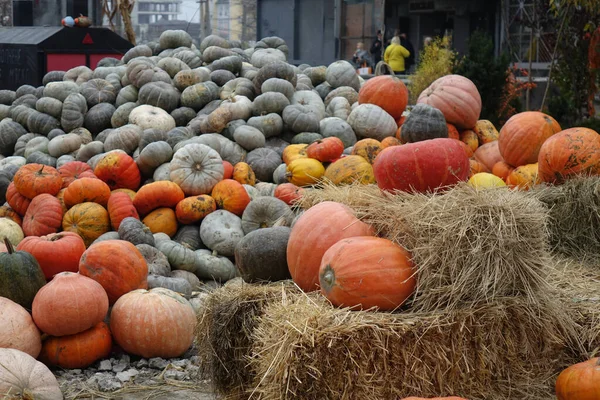 Κολοκύθα Δίκαιη Την Παραμονή Του Halloween Κίεβο Ουκρανία — Φωτογραφία Αρχείου