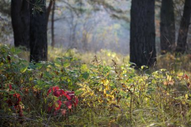 Sonbahar ormanında güneş ışığı
