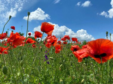Vahşi kırmızı gelincikler sahada