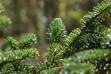 Kozalaklı ağaç dalı, yakın plan.