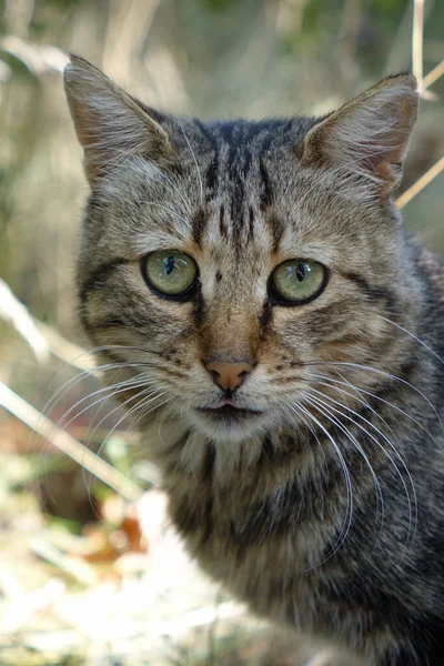 Porträt Einer Traurigen Wildkatze — Stockfoto