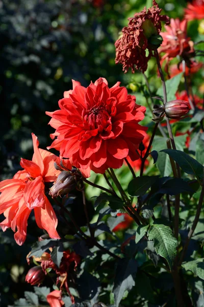 Chrysanthemum flowers — Stock Photo, Image