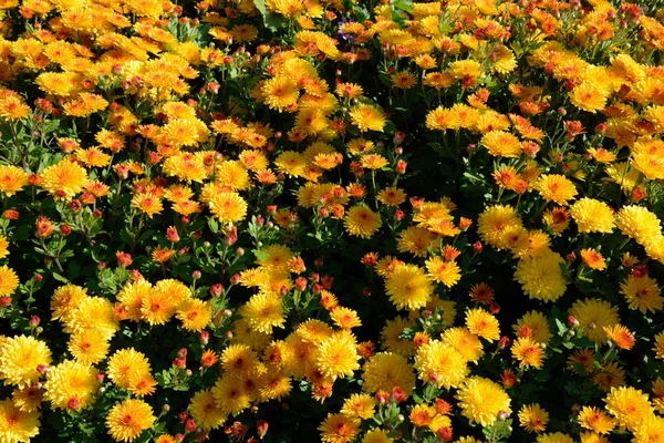 Chrysant bloemen achtergrond — Stockfoto