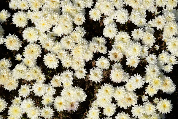 Chrysanthemum blommor bakgrund — Stockfoto