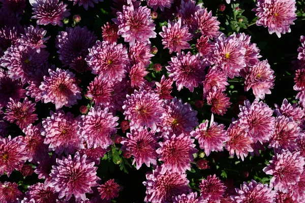 Crisantemo flores fondo — Foto de Stock
