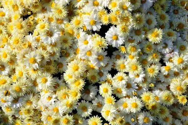 Chrysanthemum flowers background — Stock Photo, Image