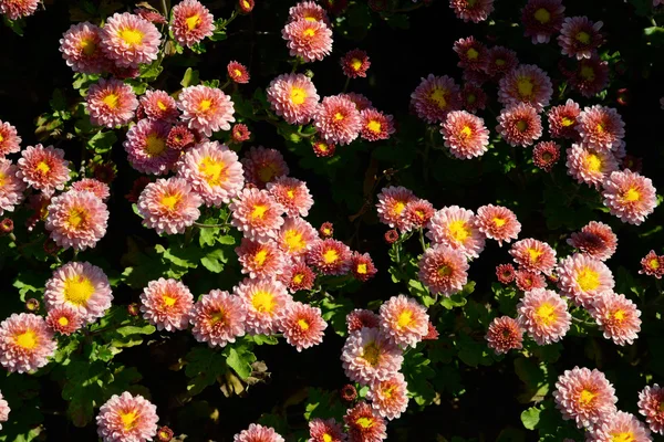 Chrysanthemum flowers background — Stock Photo, Image