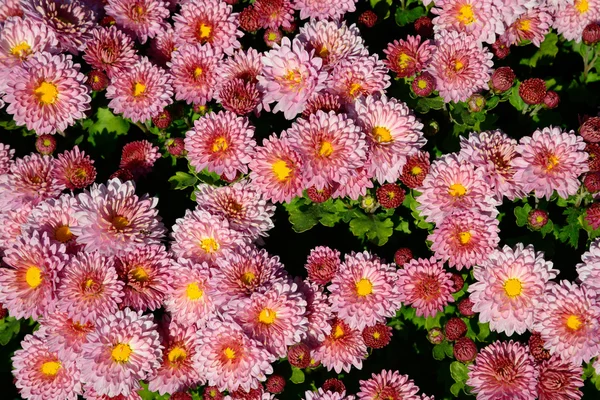 Chrysant bloemen achtergrond — Stockfoto