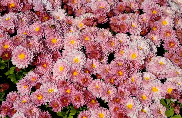 Chrysant bloemen achtergrond — Stockfoto