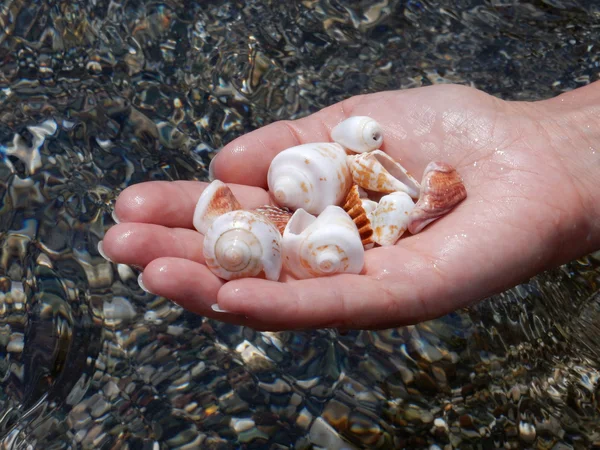 Seashells in hand — Stock Photo, Image