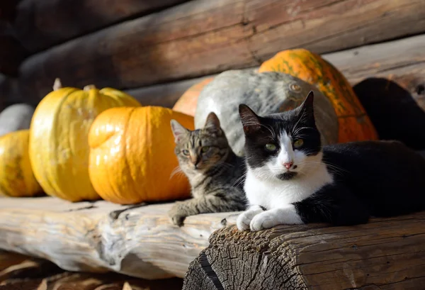 Кошки и тыквы — стоковое фото