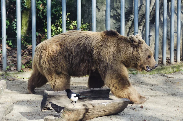 Bär im Zoo — Stockfoto