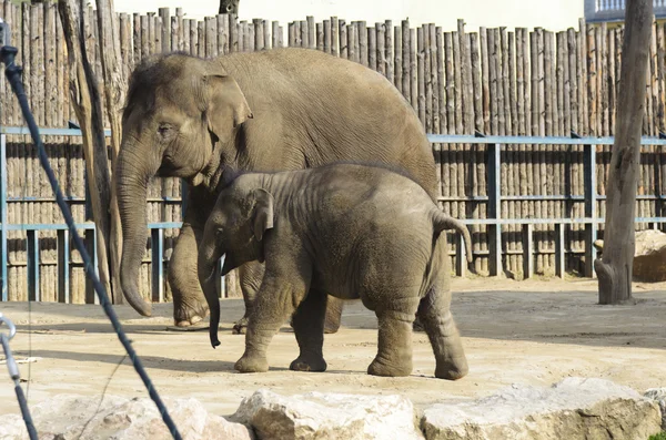 The elephant in the zoo. — Stock Photo, Image