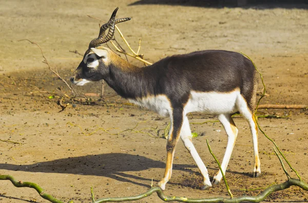 Antilope cornuta in uno zoo , — Foto Stock