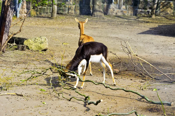 Antilope cornuta in uno zoo , — Foto Stock