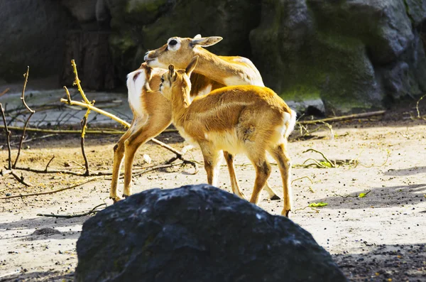 Az állatkert szarvas antilop, — Stock Fotó