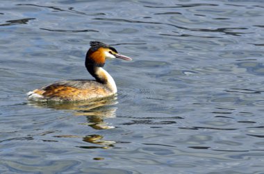 Ördek. Tüyler, çeşitli renk.