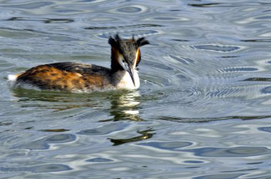 Ördek. Tüyler, çeşitli renk.