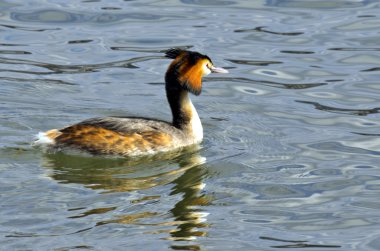 Ördek. Tüyler, çeşitli renk.