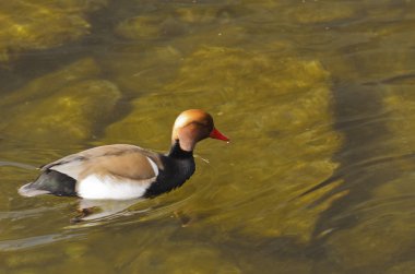 Ördek. Tüyler, çeşitli renk.
