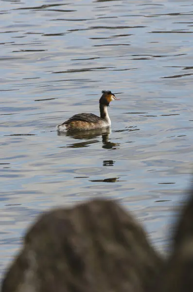 Duck. Various color of plumage. — Stock Photo, Image