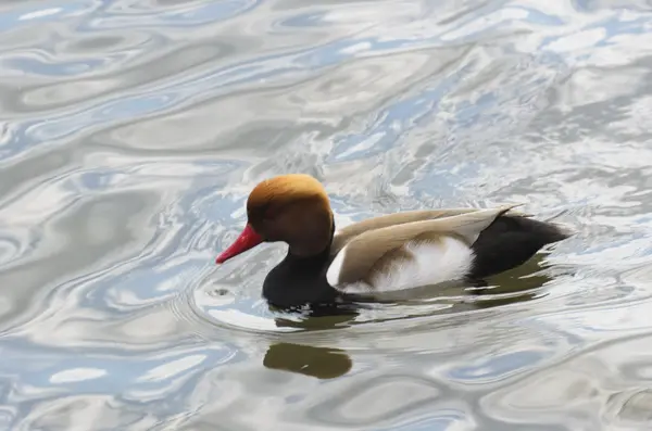 Ente. verschiedene Farbe des Gefieders. — Stockfoto