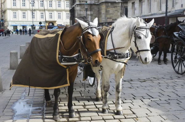 Chevaux en harnais . — Photo