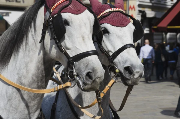 Chevaux en harnais . — Photo