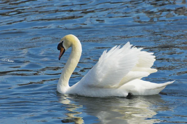 Witte zwaan op het water — Stockfoto