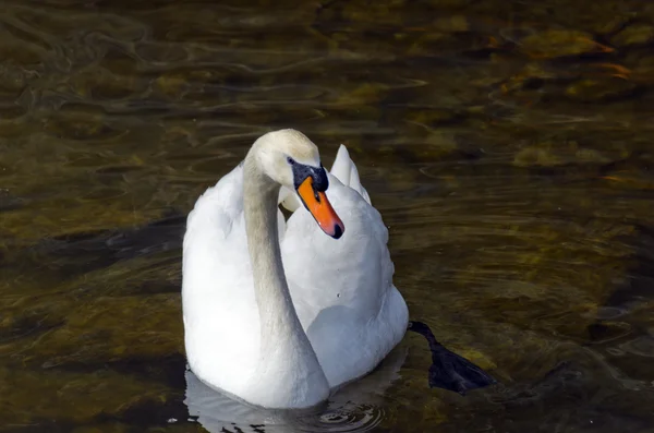 Bílá labuť na vodě — Stock fotografie