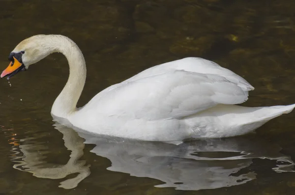 Witte zwaan op het water — Stockfoto