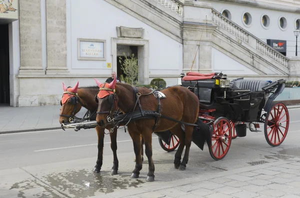 Chevaux en harnais . — Photo