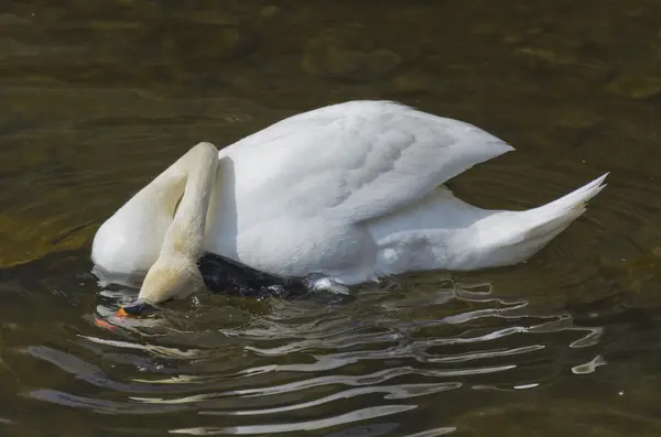 Cigno bianco sull'acqua — Foto Stock