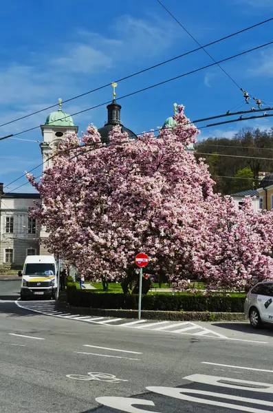 Bloeiende boom in het stadsplein. — Stockfoto