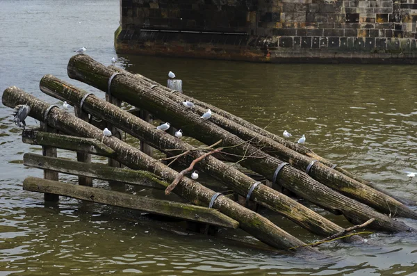 Köprü nehrin üzerinde