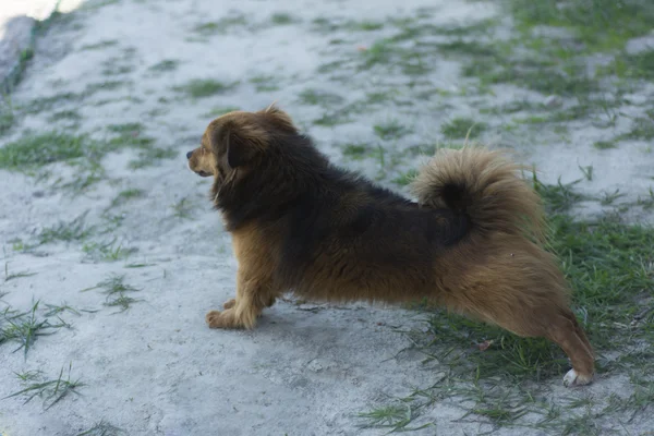 Perro en una casa privada . — Foto de Stock